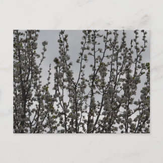 Cartão Postal Primavera ao ar
