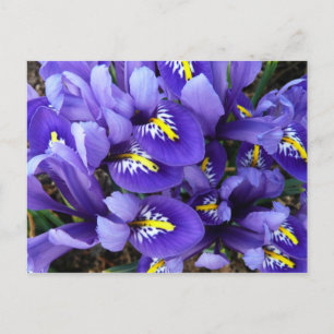 Cartão Postal Primavera azul diminuto das íris floral