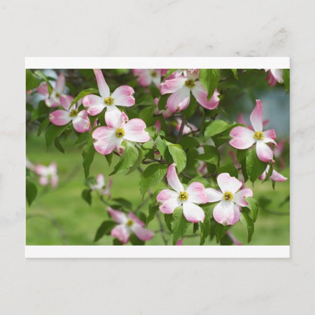 Cartão Postal Primavera Blooming Pink Dogwood Blossoms (Frente)