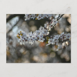 Cartão Postal Primavera Blossom