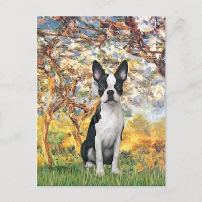 Cartão Postal Primavera - Boston Terrier nº 1 (Frente)