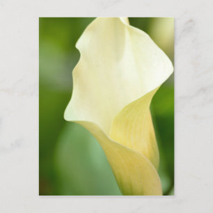 Cartão Postal Primavera Branco Calla Lily