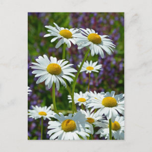 Cartão Postal Primavera branco na floração