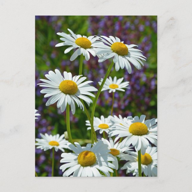 Cartão Postal Primavera branco na floração (Frente)