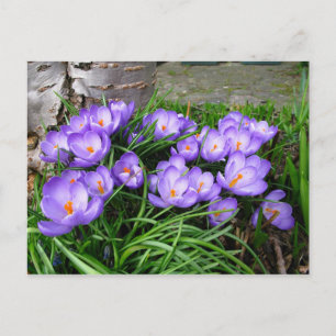 Cartão Postal Primavera Crocus