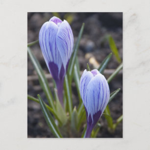 CARTÃO POSTAL PRIMAVERA CROCUS