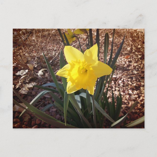 Cartão Postal Primavera Daffadil (Frente)