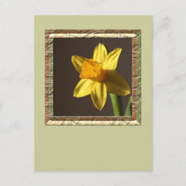 Cartão Postal Primavera Daffodil