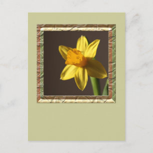 Cartão Postal Primavera Daffodil