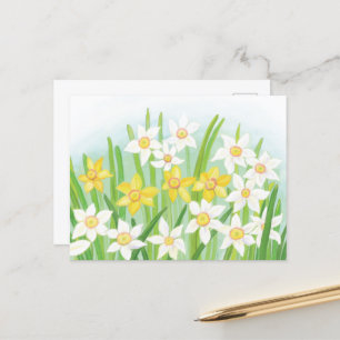 Cartão Postal Primavera Daffodils