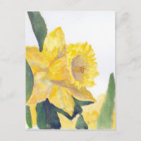 Cartão postal primavera Daffodils
