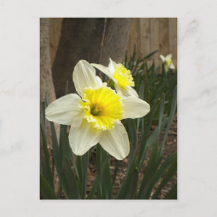 Cartão postal primavera Daffodils