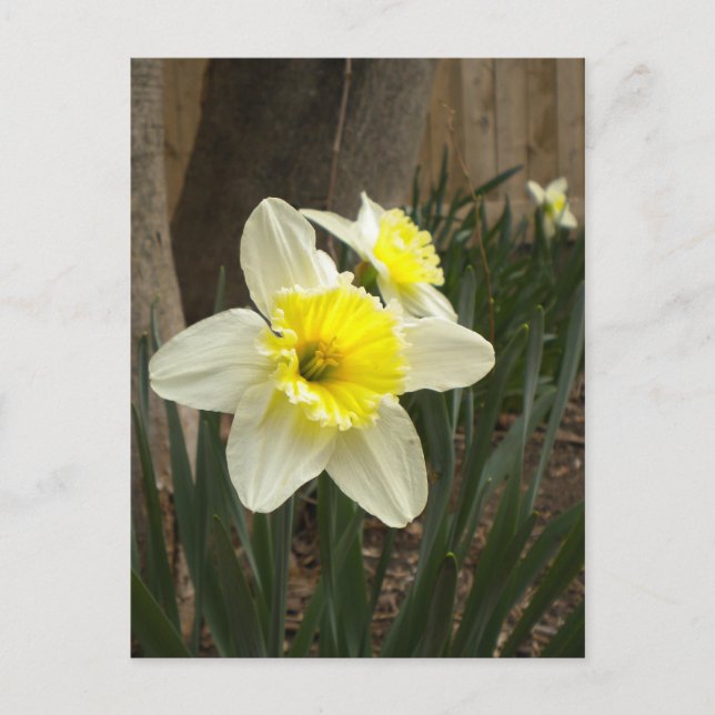 Cartão postal primavera Daffodils (Frente)