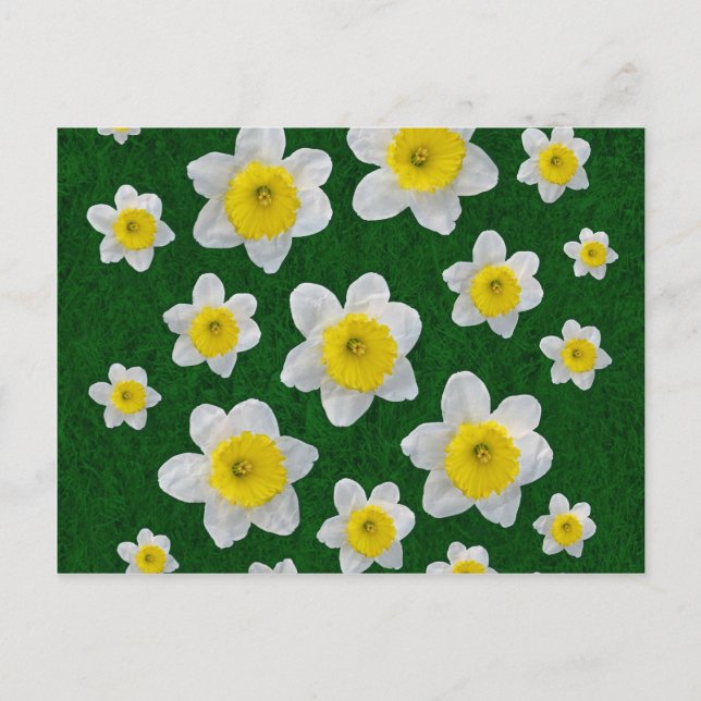 Cartão Postal Primavera Daffodils (Frente)