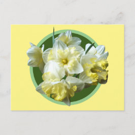 Cartão Postal Primavera Daffodils Flores de Narciso Amarelo Bran