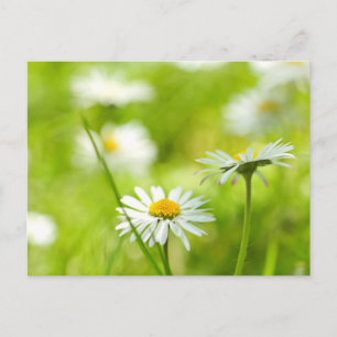 Cartão Postal Primavera daisies fechar