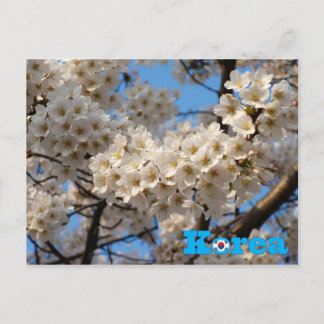 Cartão Postal Primavera de Cherry Blossom na Coreia