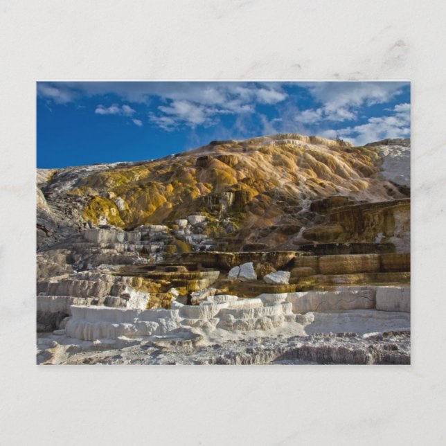 Cartão Postal Primavera de Mammoth Hot (Frente)