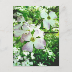 Cartão Postal Primavera Dogwood