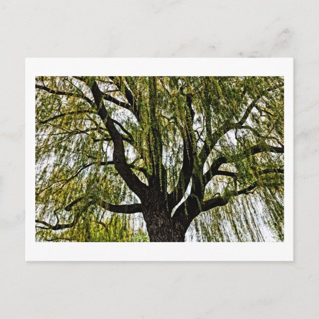 Cartão Postal primavera espera silenciada (Frente)