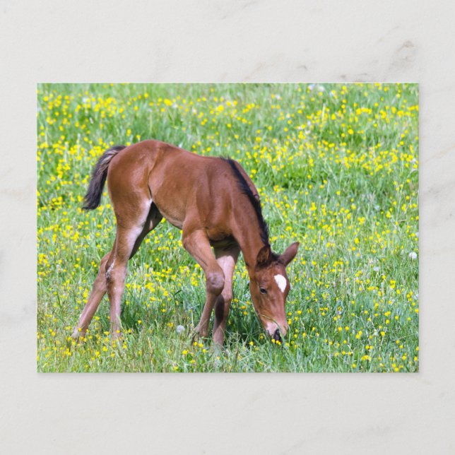 Cartão Postal Primavera Foal (Frente)