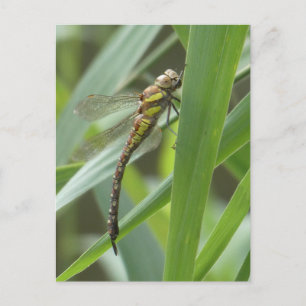 Cartão postal Primavera Hawker Dragonfly DIY