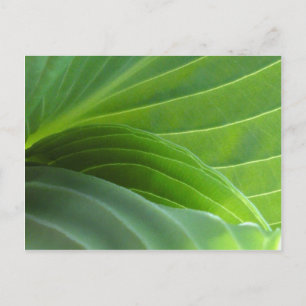 Cartão postal primavera Hosta