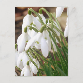 Cartão Postal Primavera impressionante Snowdrops