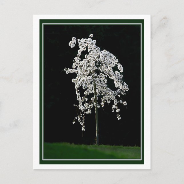 Cartão Postal Primavera In Bloom (Frente)