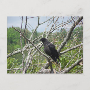 Cartão Postal Primavera in Maine