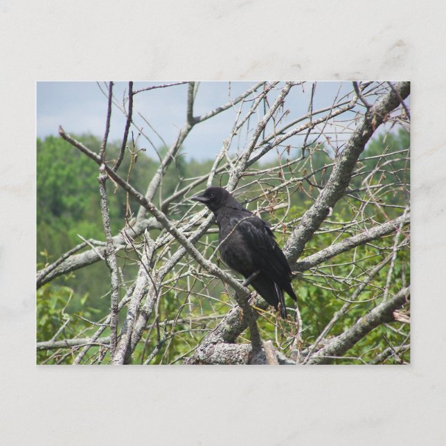 Cartão Postal Primavera in Maine (Frente)