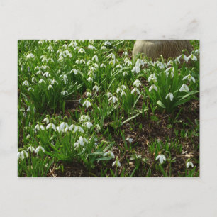Cartão Postal Primavera inicial (Galanthus)