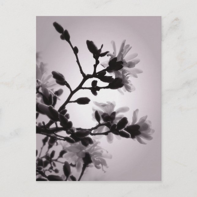 Cartão Postal Primavera Magnolia (Frente)