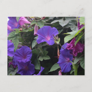 Cartão Postal Primavera Morning Glories in Blue
