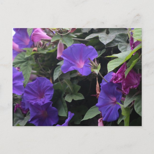 Cartão Postal Primavera Morning Glories in Blue (Frente)