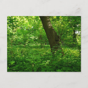 Cartão Postal Primavera na floresta