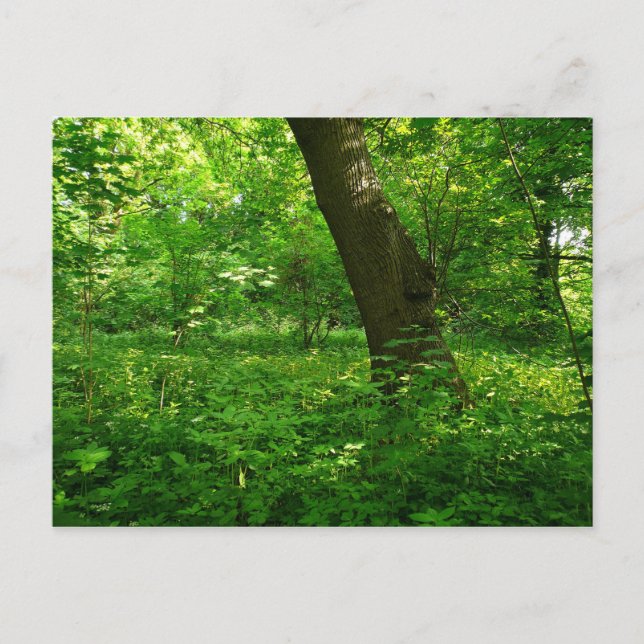 Cartão Postal Primavera na floresta (Frente)