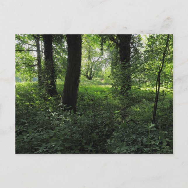 Cartão Postal Primavera na floresta 04 (Frente)