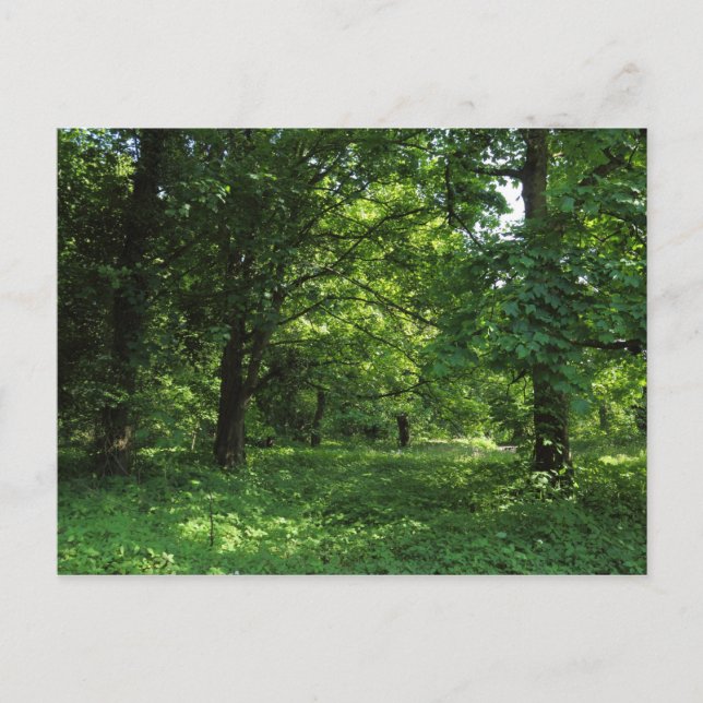Cartão Postal Primavera no bosque 01 (Frente)
