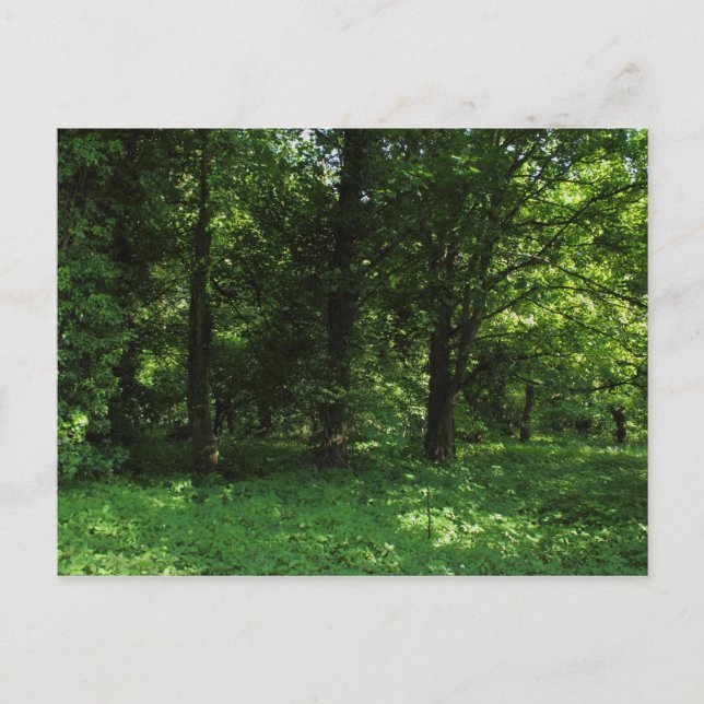 Cartão Postal Primavera no Bosque 02 (Frente)