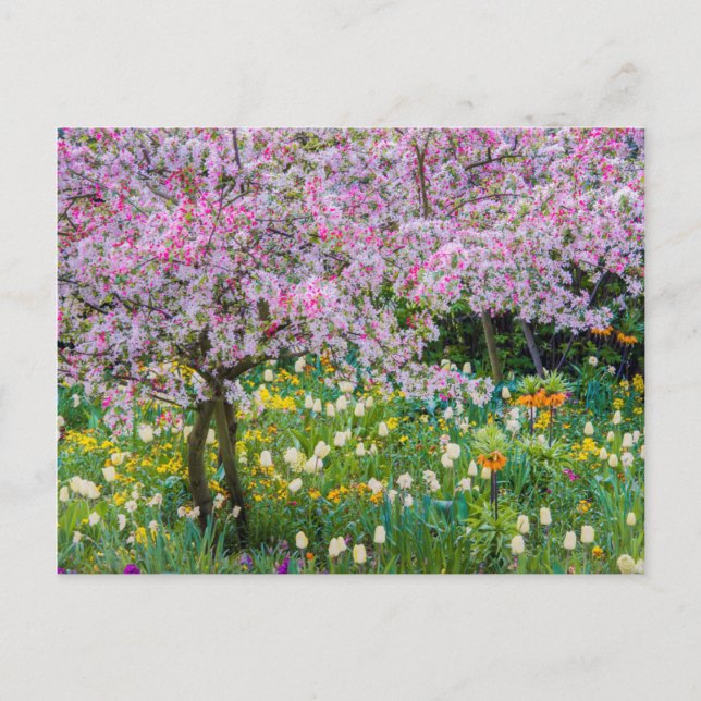 Cartão Postal Primavera no jardim de Claude Monet (Frente)