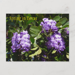 Cartão Postal Primavera no Texas