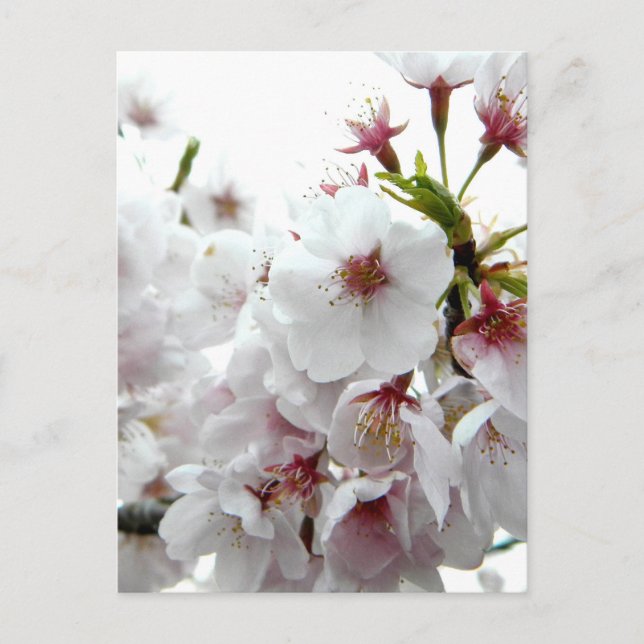 Cartão Postal Primavera pálido (Frente)