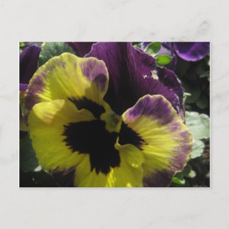 Cartão Postal Primavera Pansy