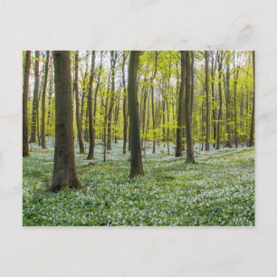Cartão Postal Primavera para a vida