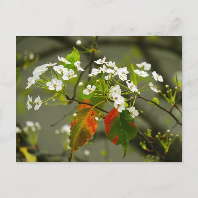 Cartão Postal Primavera precoce (Frente)
