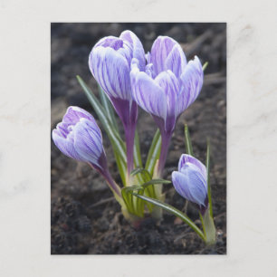 CARTÃO POSTAL PRIMAVERA PURPER CROCUS