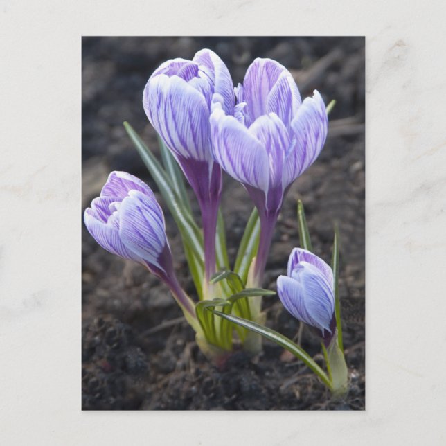 CARTÃO POSTAL PRIMAVERA PURPER CROCUS (Frente)