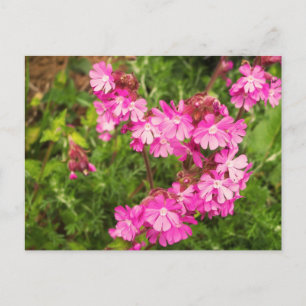 Cartão Postal Primavera Red Campion