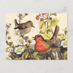 Cartão Postal Primavera Robin Birds Red Birds